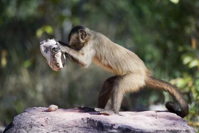 Los monos capuchinos en Brasil producen escamas como las de los primeros humanos 