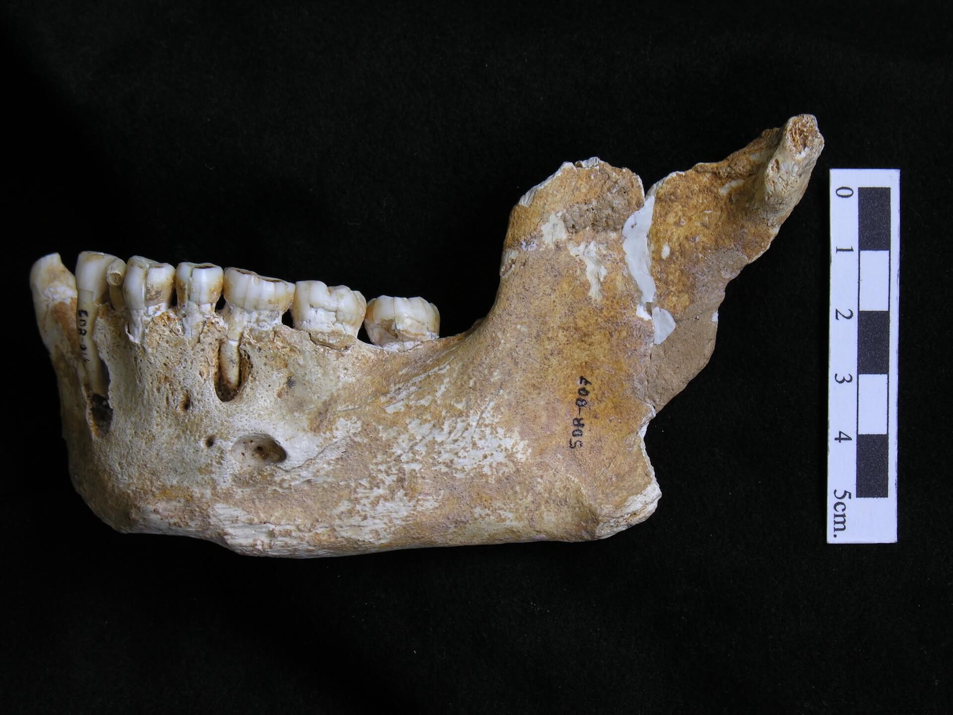 Paleobiología y evolución de los neandertales de El Sidrón 