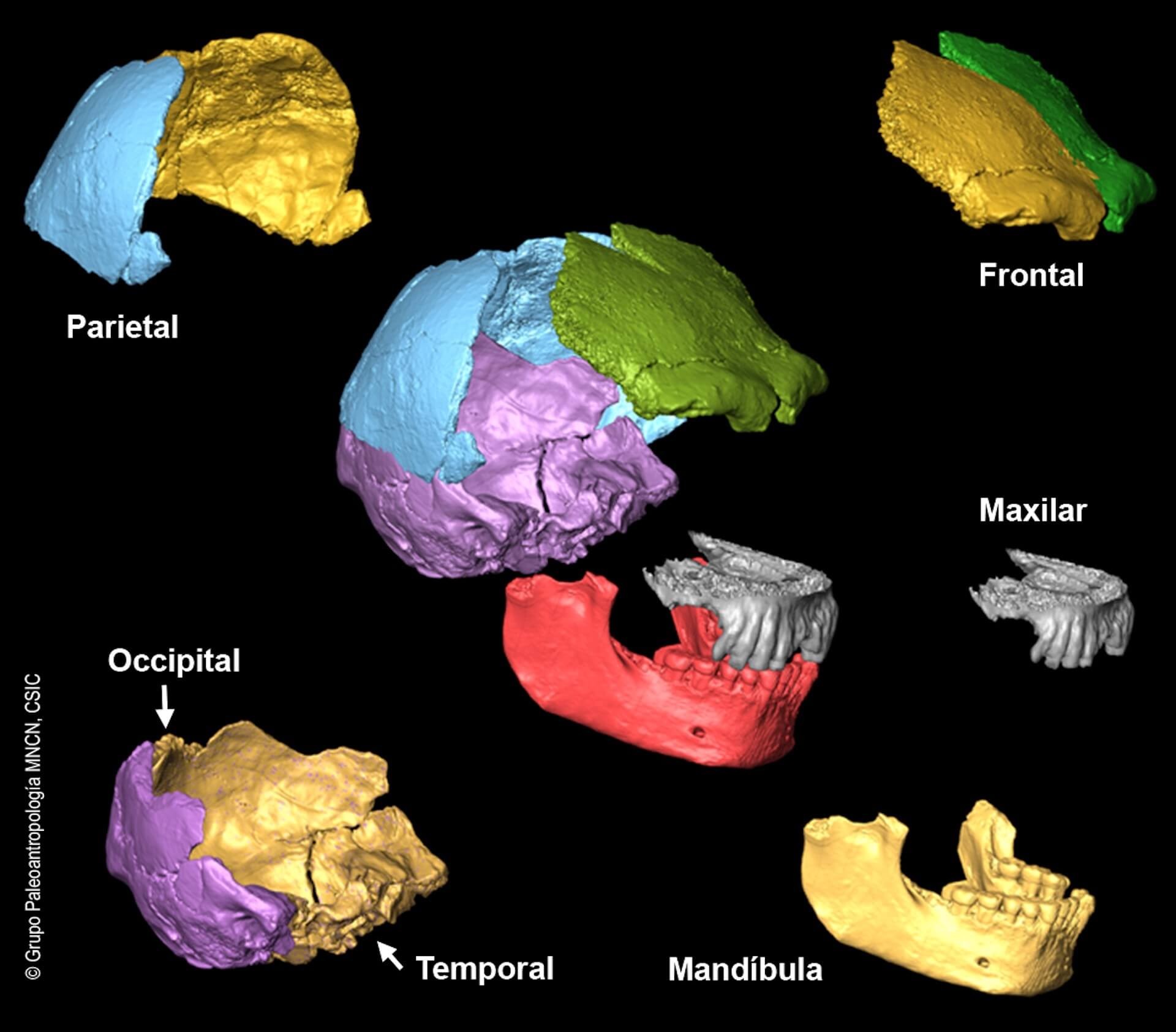 Paleobiología y evolución de los neandertales de El Sidrón 