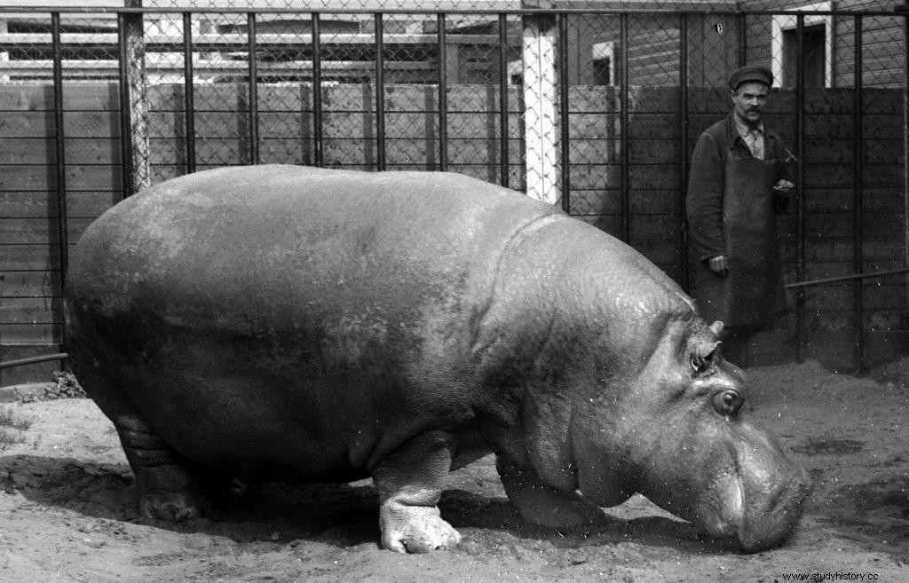 レニングラード包囲戦と戦争を生き延びたカバのベル 