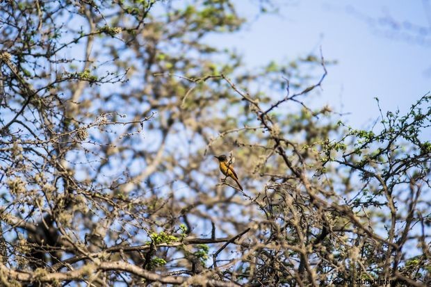 Lambayeque:Pomac y el poder de Sicán 