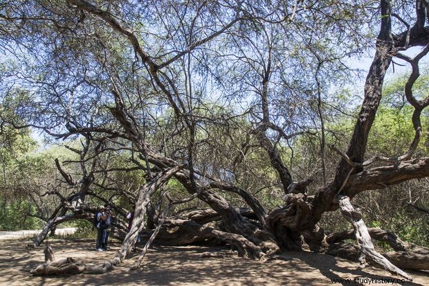 Lambayeque:Pomac y el poder de Sicán 