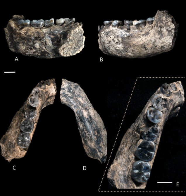 ¿Otro ancestro prehistórico identificado? 