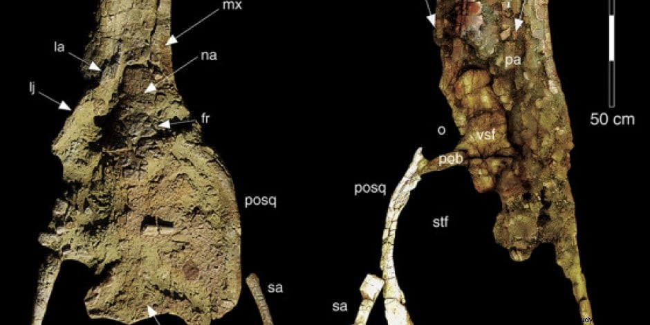 体長10メートルのワニの化石を発見 