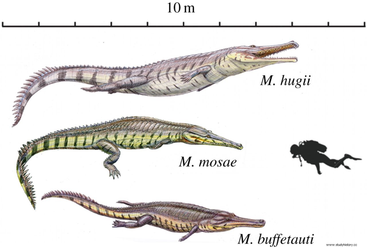 体長10メートルのワニの化石を発見 