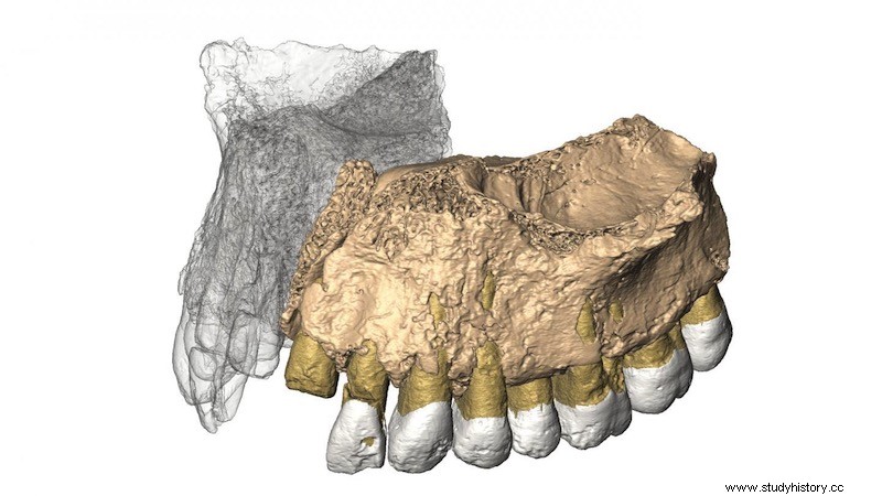 Restos del Homo Sapiens más antiguo encontrados fuera de África cambian la línea temporal de la evolución 