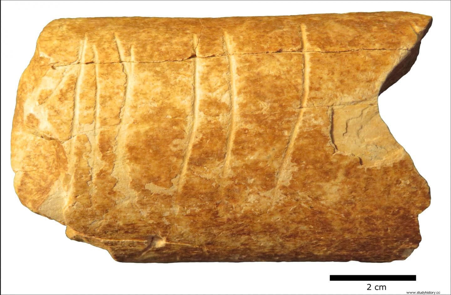 彼らは歴史上最古のシンボルが刻まれた骨の破片を発見する 