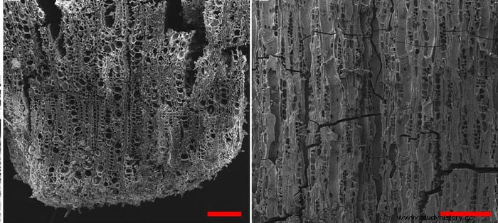 Los olivos fueron domesticados por primera vez hace 7.000 años en el valle del Jordán, la evidencia más antigua de cultivo de árboles frutales. 