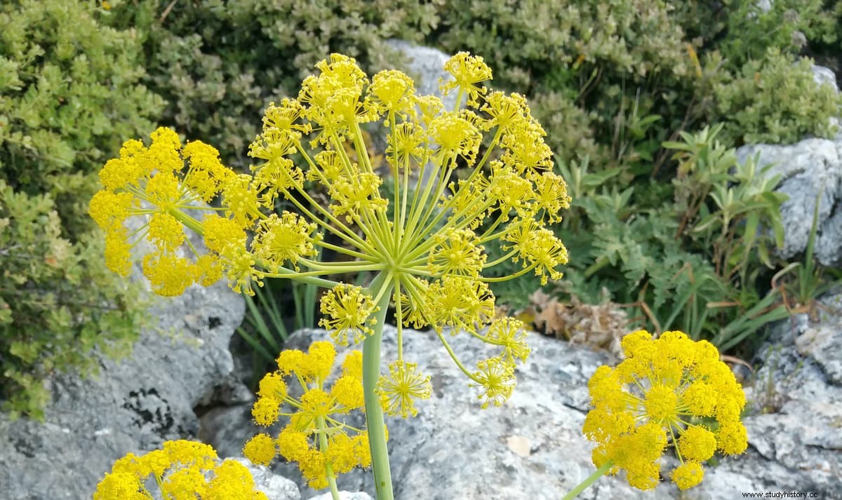 古代の最も貴重な薬用植物の消失の謎 