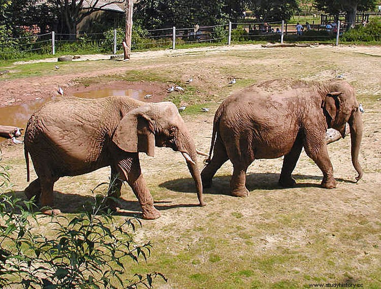 Abul-Abbas, el elefante regalado a Carlomagno por el califa de Bagdad que fue el primero en pisar el norte de Europa 