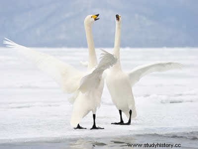 La leyenda del canto del cisne 