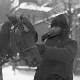 Un  manjar  olvidado. ¿Por qué los habitantes de la Polonia de antes de la guerra comían miles de caballos? 