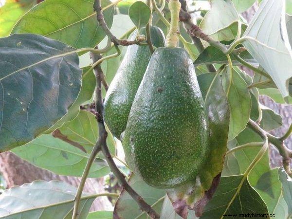 La sangrienta historia del aguacate 