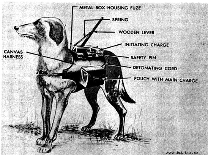 Perros soviéticos contra tanques alemanes. 