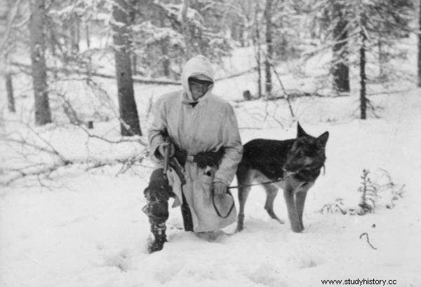 Los perros de guerra, o cómo entrenar al perro de servicio soviético perfecto 