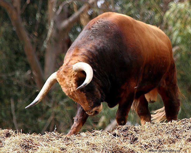 Redescubre la tradición de la Corrida y el toreo en España 