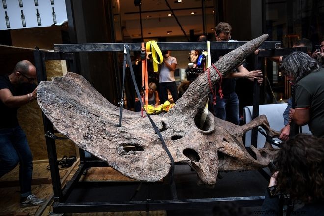 Big John:El triceratops más grande del mundo se vendió por 6,6 millones de euros 