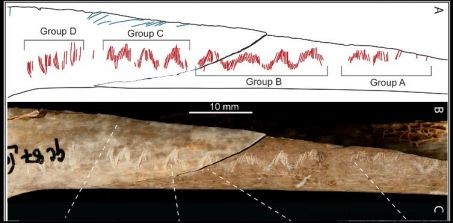 刻まれた人骨は15,000年前の儀式的人食いを証明する 