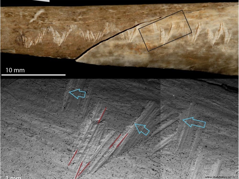 刻まれた人骨は15,000年前の儀式的人食いを証明する 