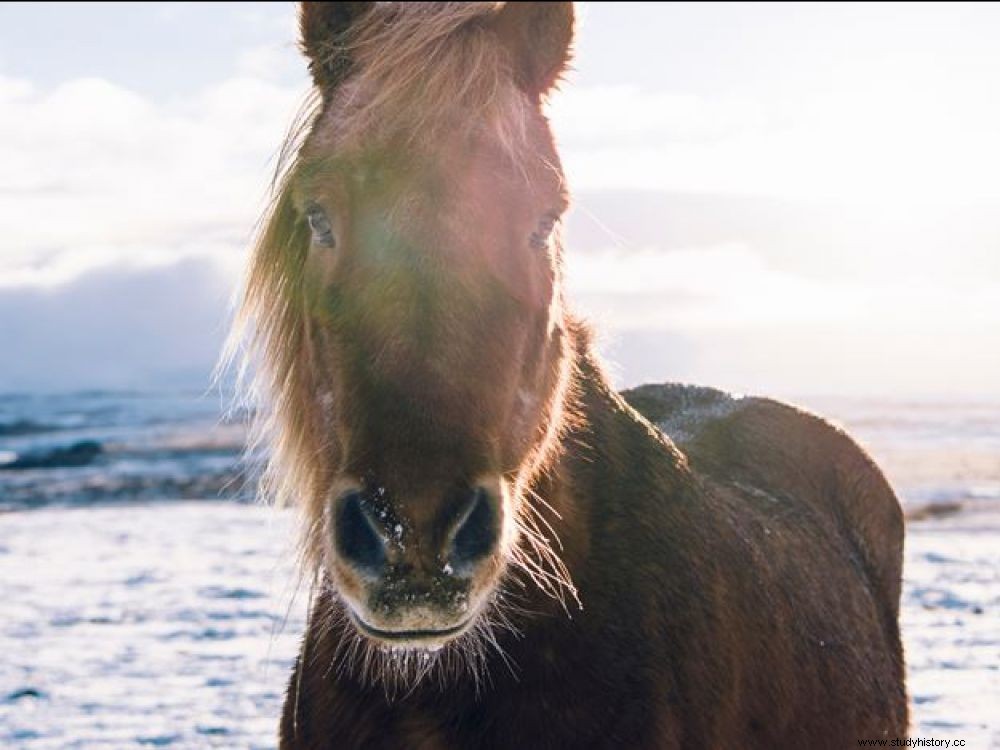 La élite vikinga de Islandia fue enterrada con sementales 