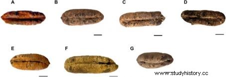 樹齢数世紀のナツメヤシが2,000年前の種子から復活 