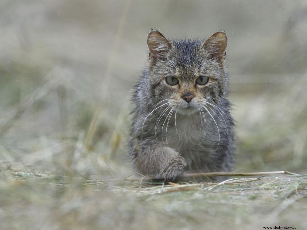 Es posible que los antepasados ​​de los gatos hayan seguido al hombre, pero no comieron de su mano hasta bastante tarde. 