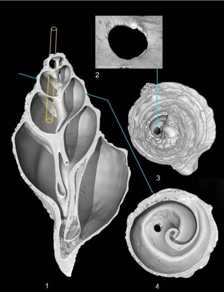 18 000 лет, самой старой мелодии в мире? 