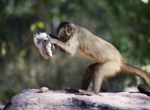 Capuchin monkeys in Brazil produce flakes like those of early humans 