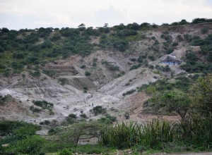 Living among large mammals. Homo erectus at Olduvai 