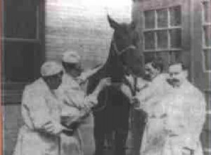 Jim, the horse that saved children from diphtheria 