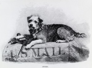 Owney, the dog that toured the US traveling with the Postal Service 