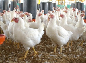 Las gallinas que llevó EE.UU. a la Guerra del Golfo 