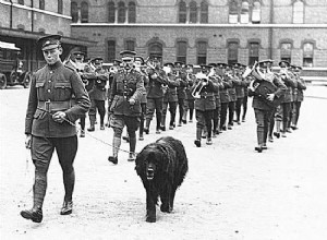 Gander, el perro que se sacrificó para salvar a los soldados heridos de los Royal Rifles de Canadá 