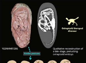 Exceptionally Preserved Embryo Found Inside Fossilized Dinosaur Egg 