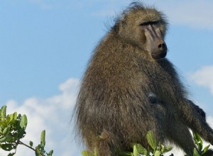 Jackie, the baboon who fought on the Somme and was promoted to corporal 