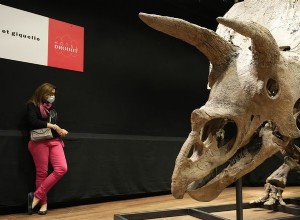 Big John:El triceratops más grande del mundo se vendió por 6,6 millones de euros 