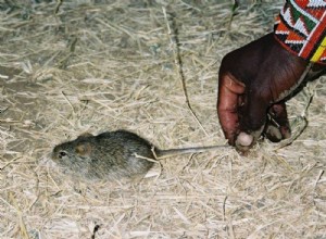 Of mice and men:a 15,000 year old story 