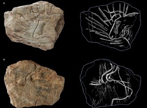 Bretaña:descubrimiento de placas grabadas excepcionales de 14.500 años de antigüedad 