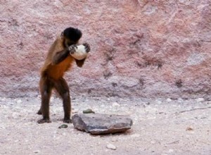 Reservations about the supposed stones carved by capuchin monkeys in Brazil 