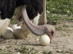 A 3.8 million year old protein in an ostrich egg 