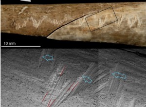 An engraved human bone attests to ritual cannibalism 15,000 years ago 