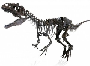 An unknown predatory dinosaur on display and for sale in June in Paris 