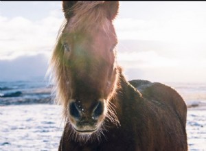 Iceland s Viking elite were buried with stallions 