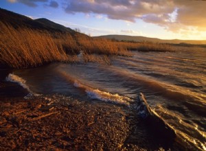 Off the Hérault, a forest under the sea, 8000 years old 