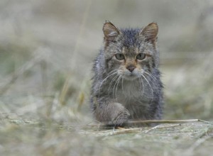 Es posible que los antepasados ​​de los gatos hayan seguido al hombre, pero no comieron de su mano hasta bastante tarde. 