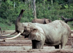 El tesoro encontrado de Bom Jesus revela secretos sobre el origen de los colmillos de elefante 