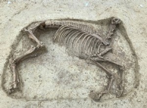 A headless horse discovered in the middle of a Merovingian necropolis 