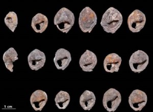 142,000 years:the oldest adornment in the world has just been discovered 