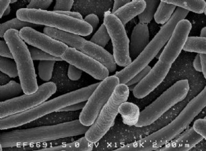 Древний штамм Escherichia coli, выделенный из мумии. 