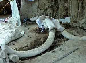 A Mexican mammoth trap 